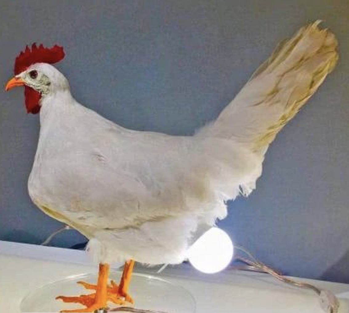 taxidermy chicken lamp